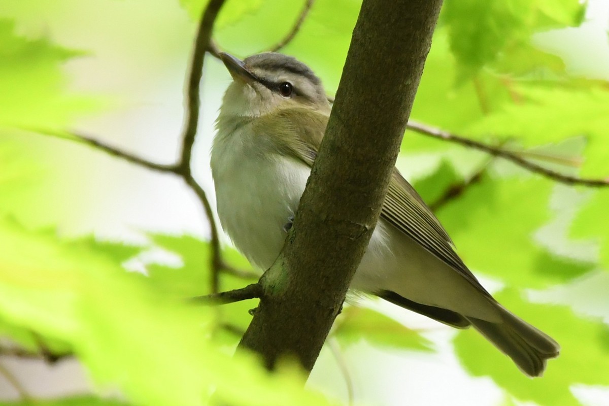 Red-eyed Vireo - ML620429854