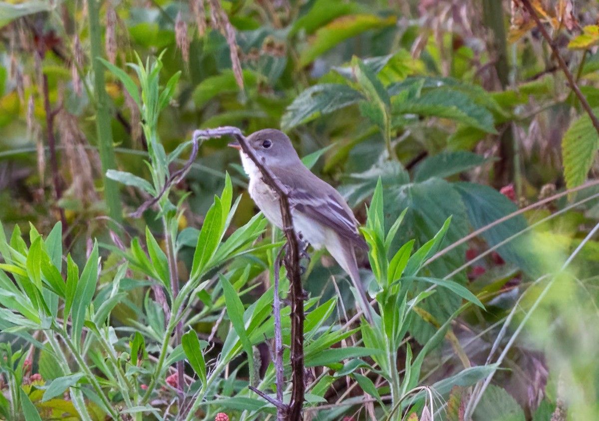 Willow Flycatcher - ML620429858