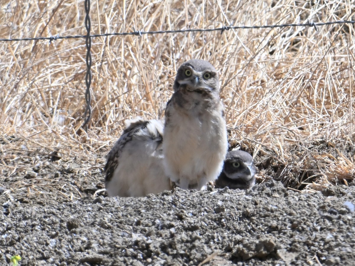 Burrowing Owl - ML620429861