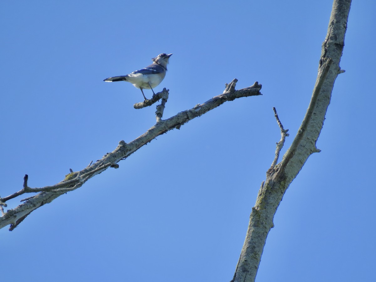 Blue Jay - ML620429863