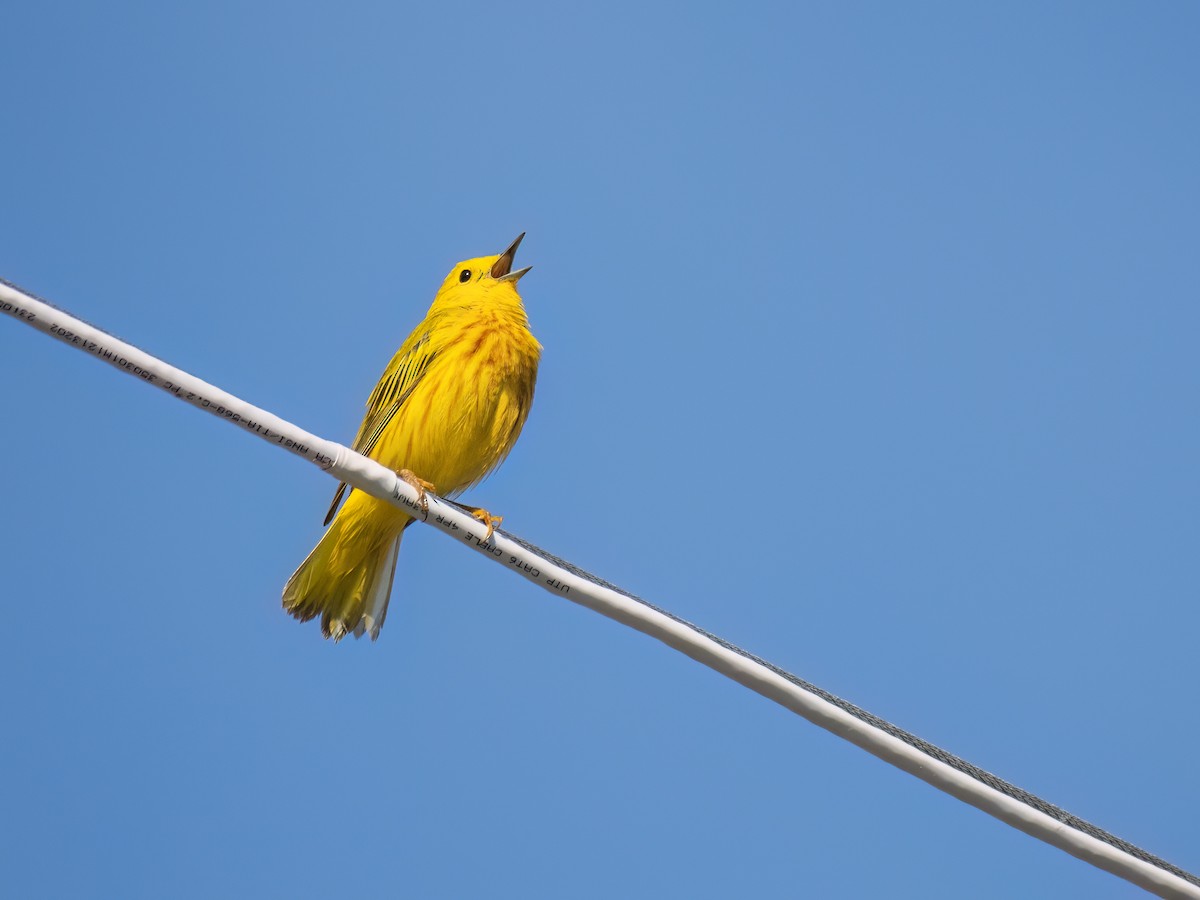 Yellow Warbler - ML620429865