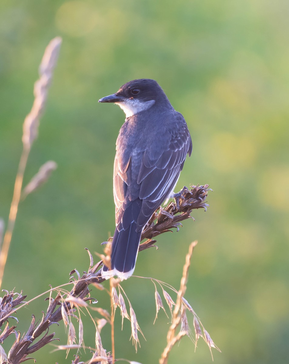 Eastern Kingbird - ML620429868