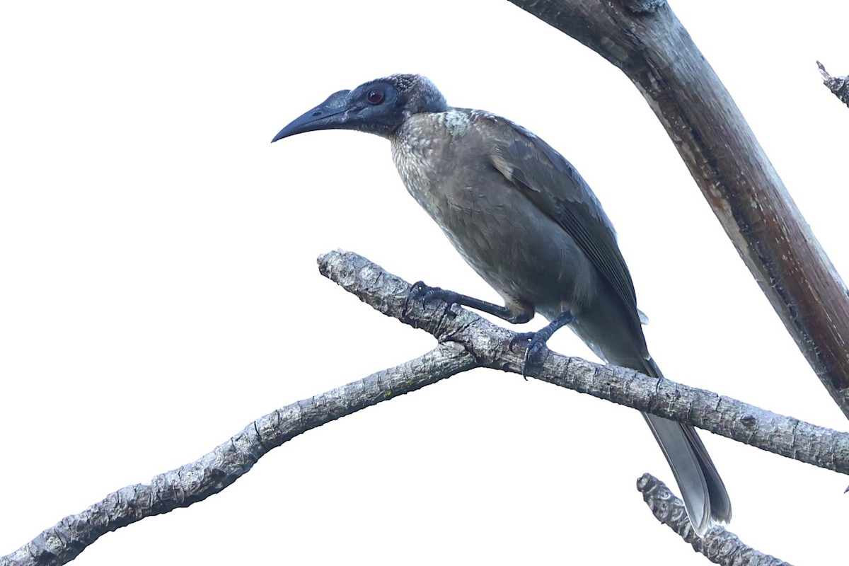 Helmeted Friarbird (Hornbill) - ML620429870