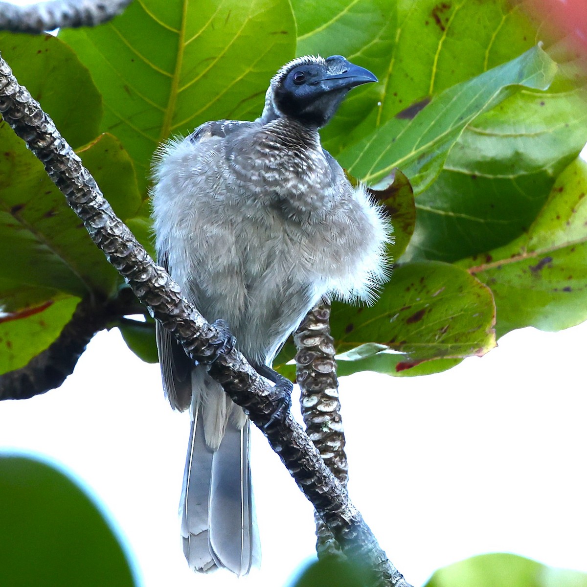 Helmeted Friarbird (Hornbill) - John Mills