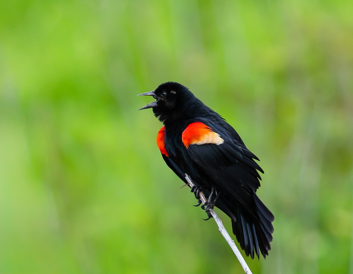 Red-winged Blackbird - ML620429872