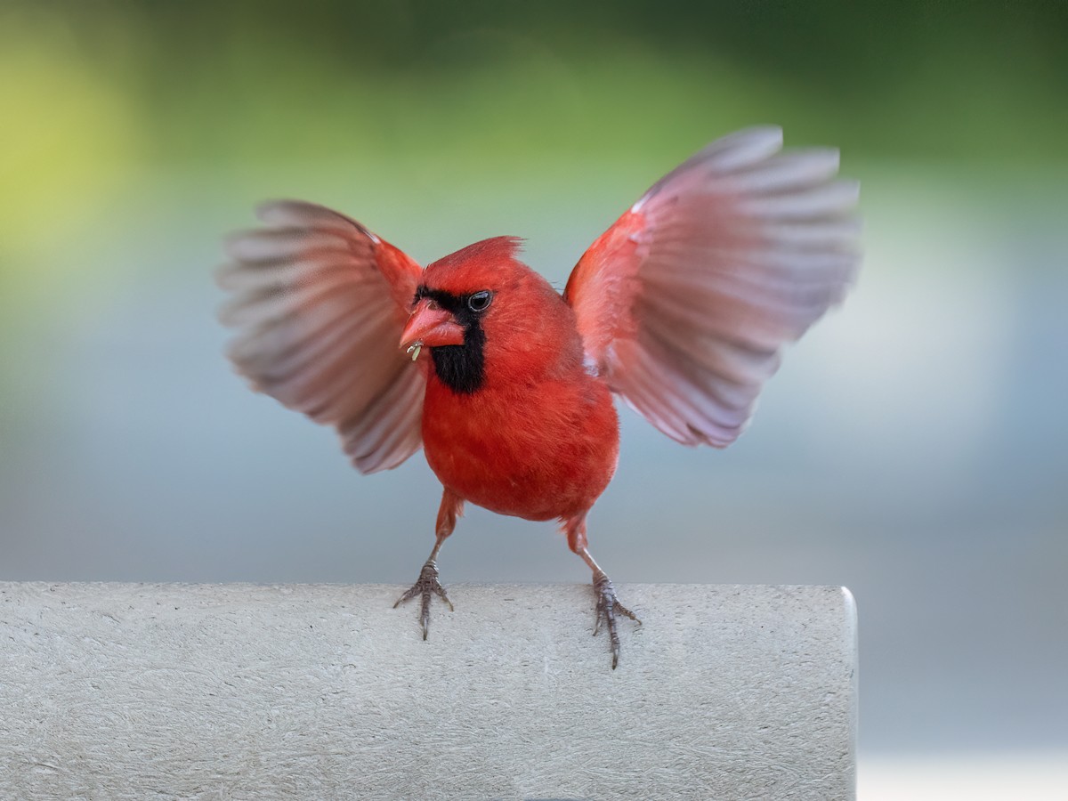 Northern Cardinal - ML620429874