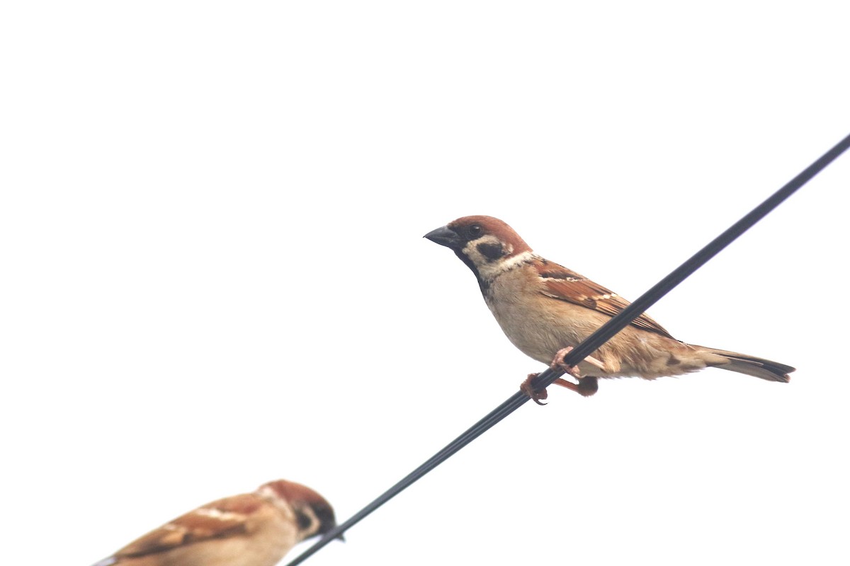 Eurasian Tree Sparrow - ML620429878