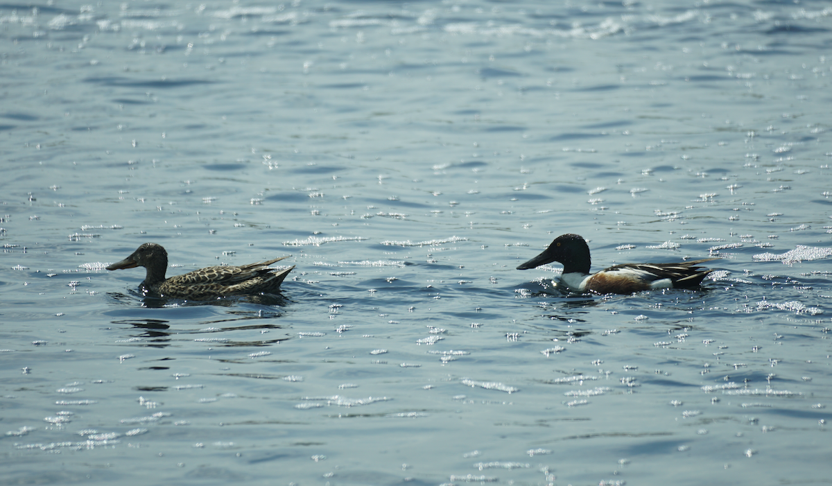 Northern Shoveler - ML620429882