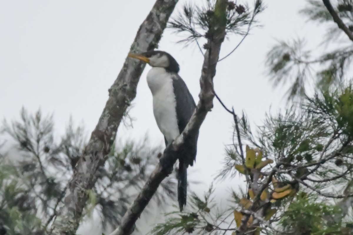 Little Pied Cormorant - ML620429883