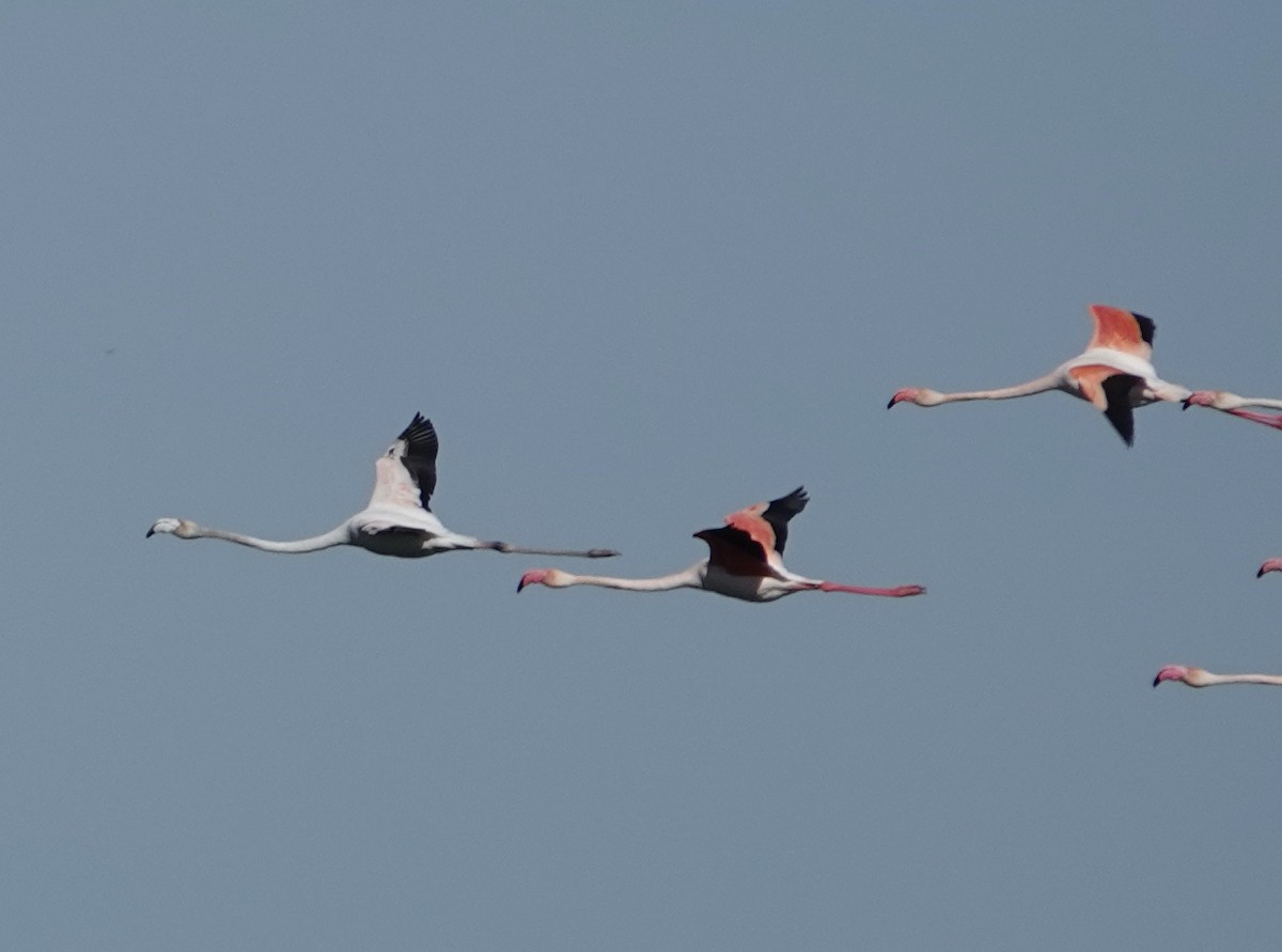 Greater Flamingo - ML620429889