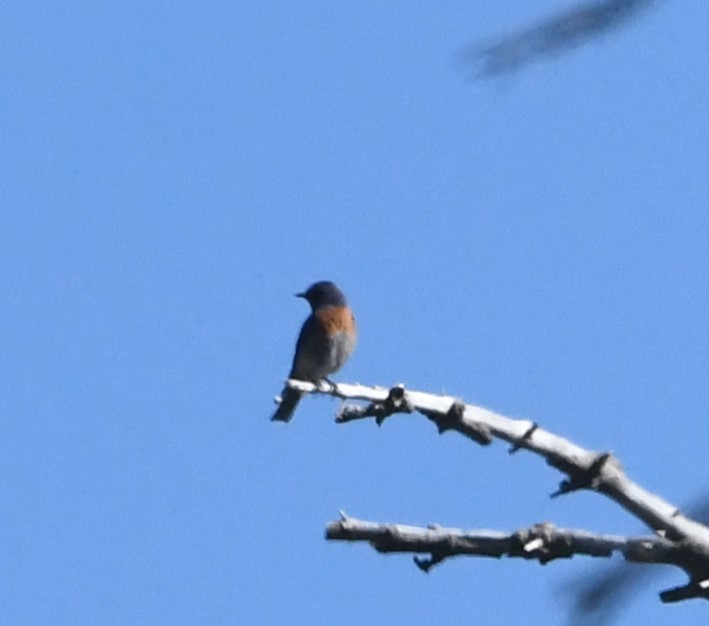 Western Bluebird - ML620429891