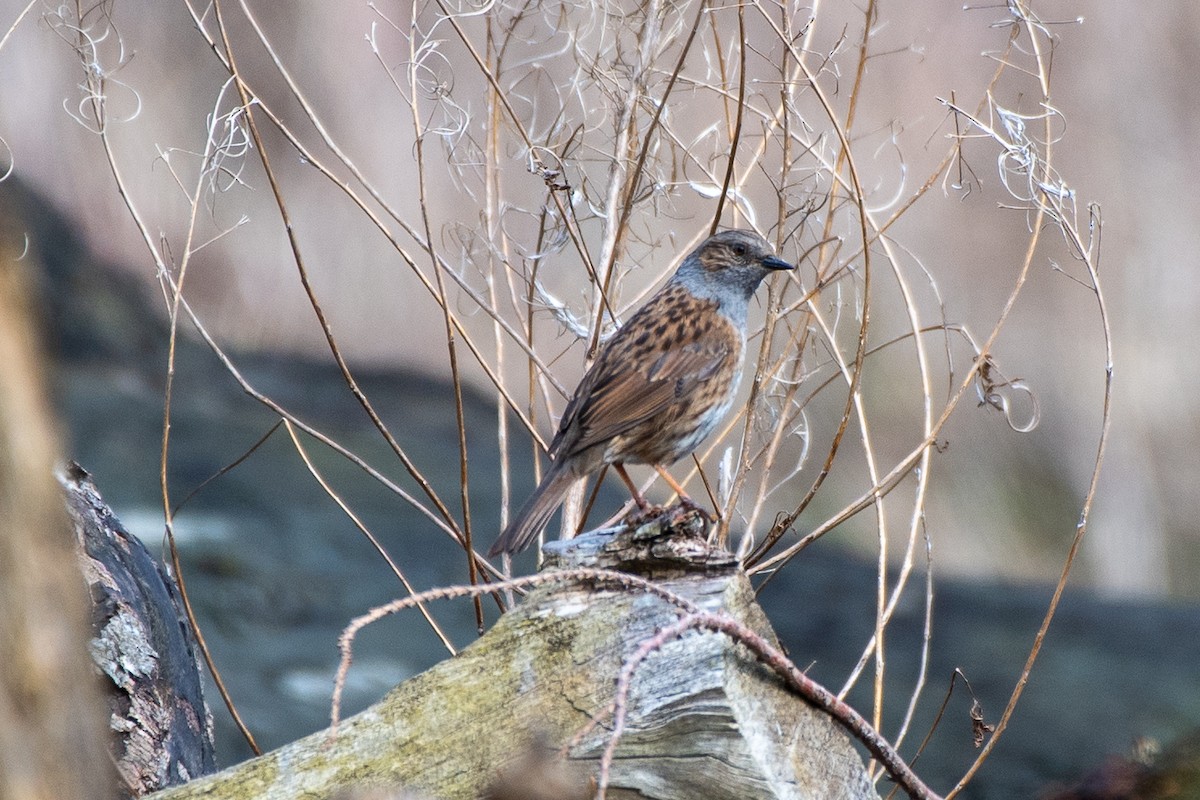 Dunnock - ML620429897