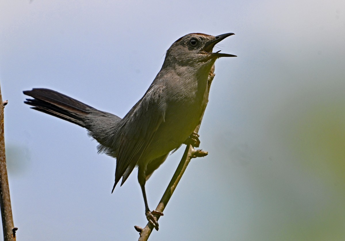 Gray Catbird - ML620429899