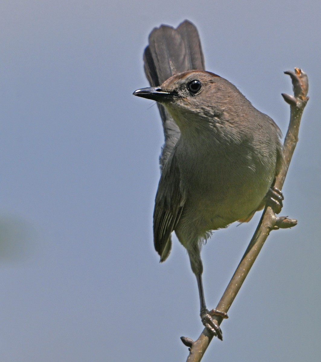 Gray Catbird - ML620429900