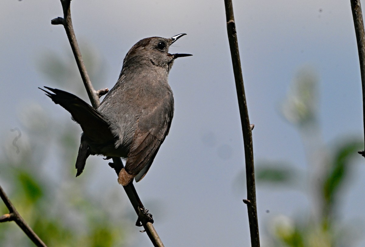 Gray Catbird - ML620429904