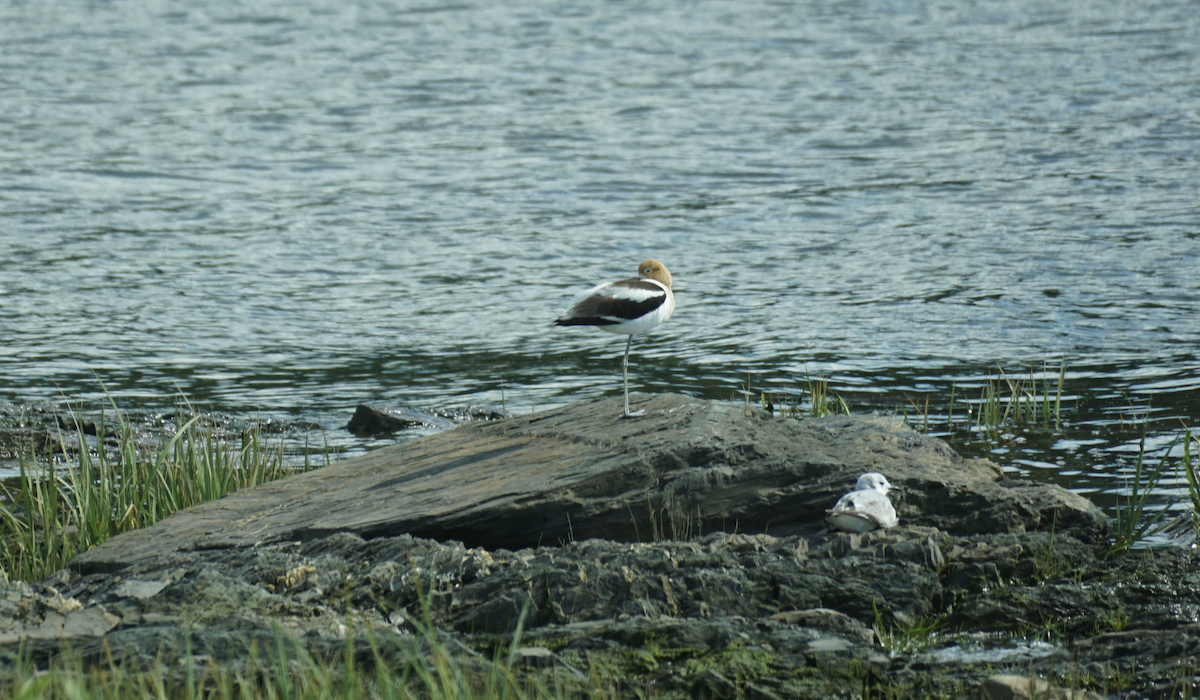 Avoceta Americana - ML620429905