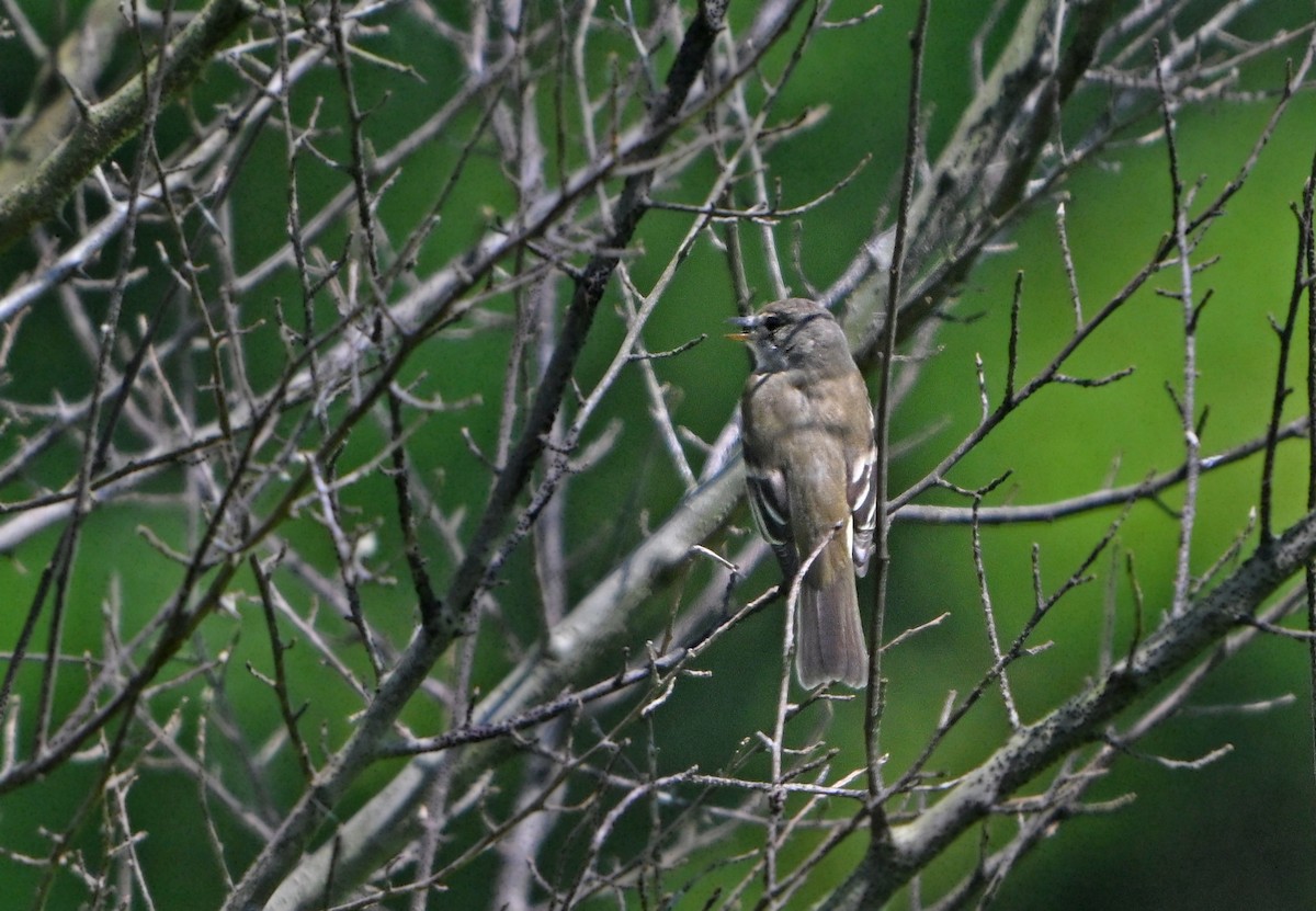 Willow Flycatcher - ML620429914