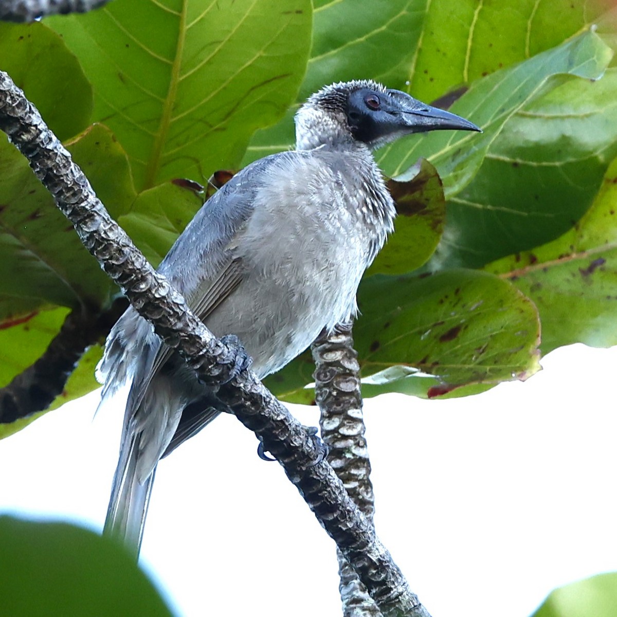 Helmeted Friarbird (Hornbill) - ML620429919