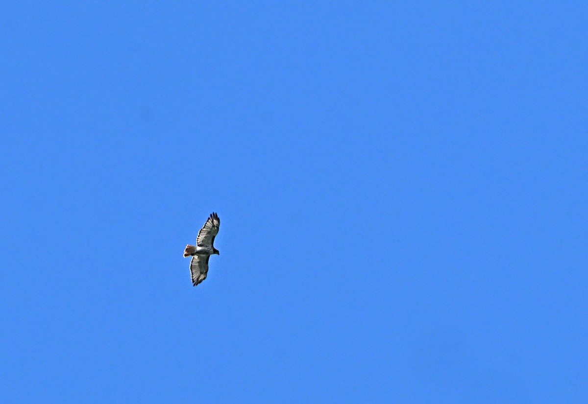 Red-tailed Hawk - ML620429920