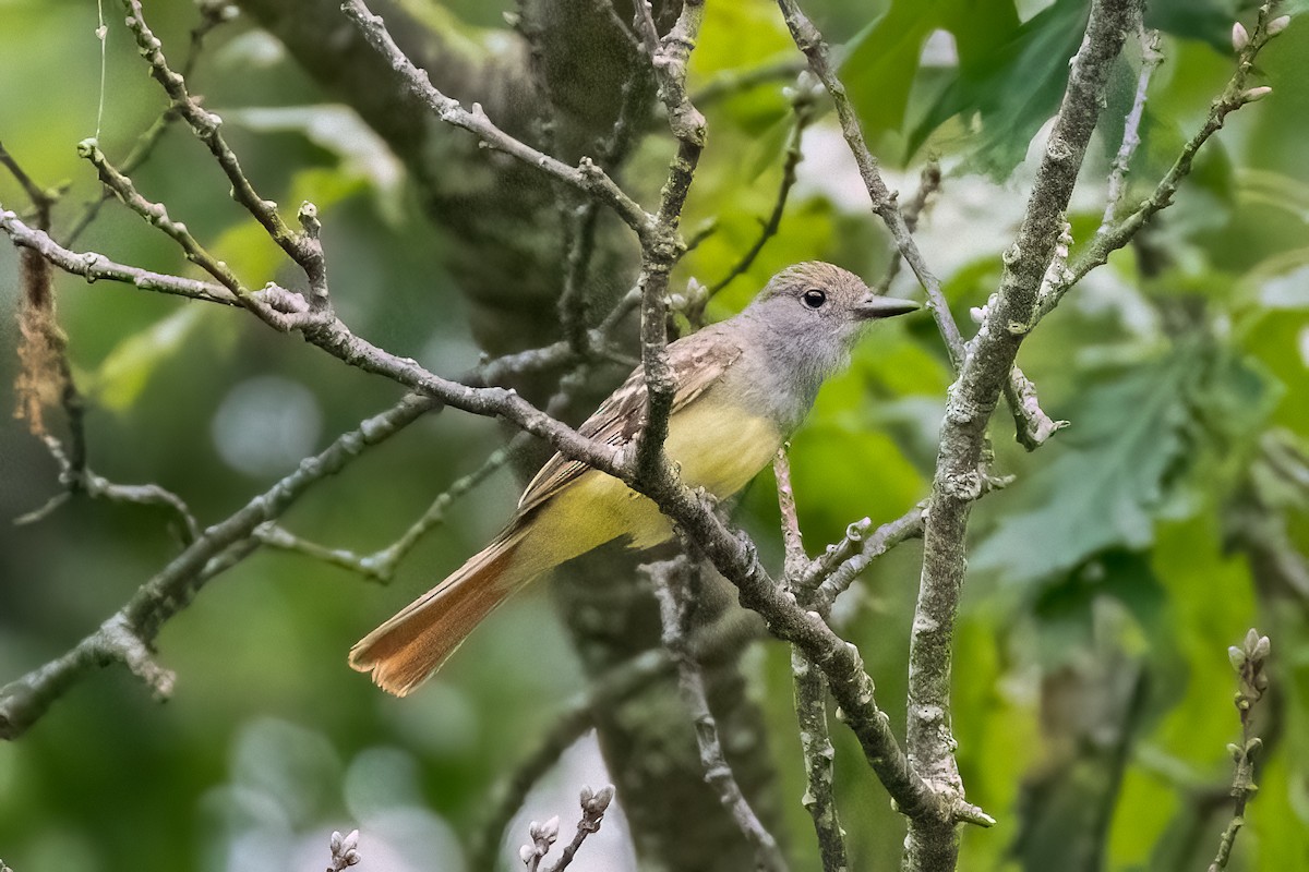 Great Crested Flycatcher - ML620429922