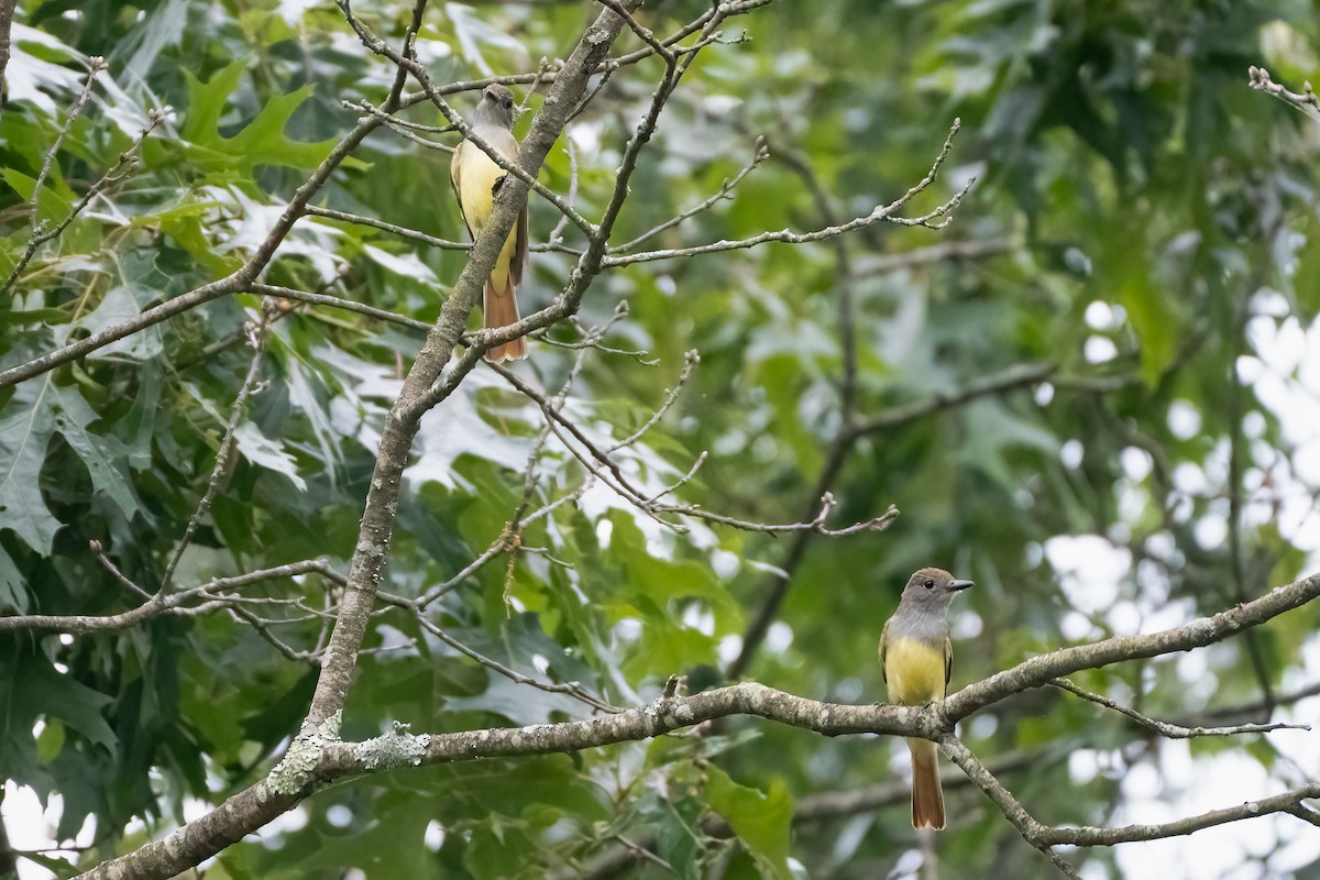 Great Crested Flycatcher - ML620429923