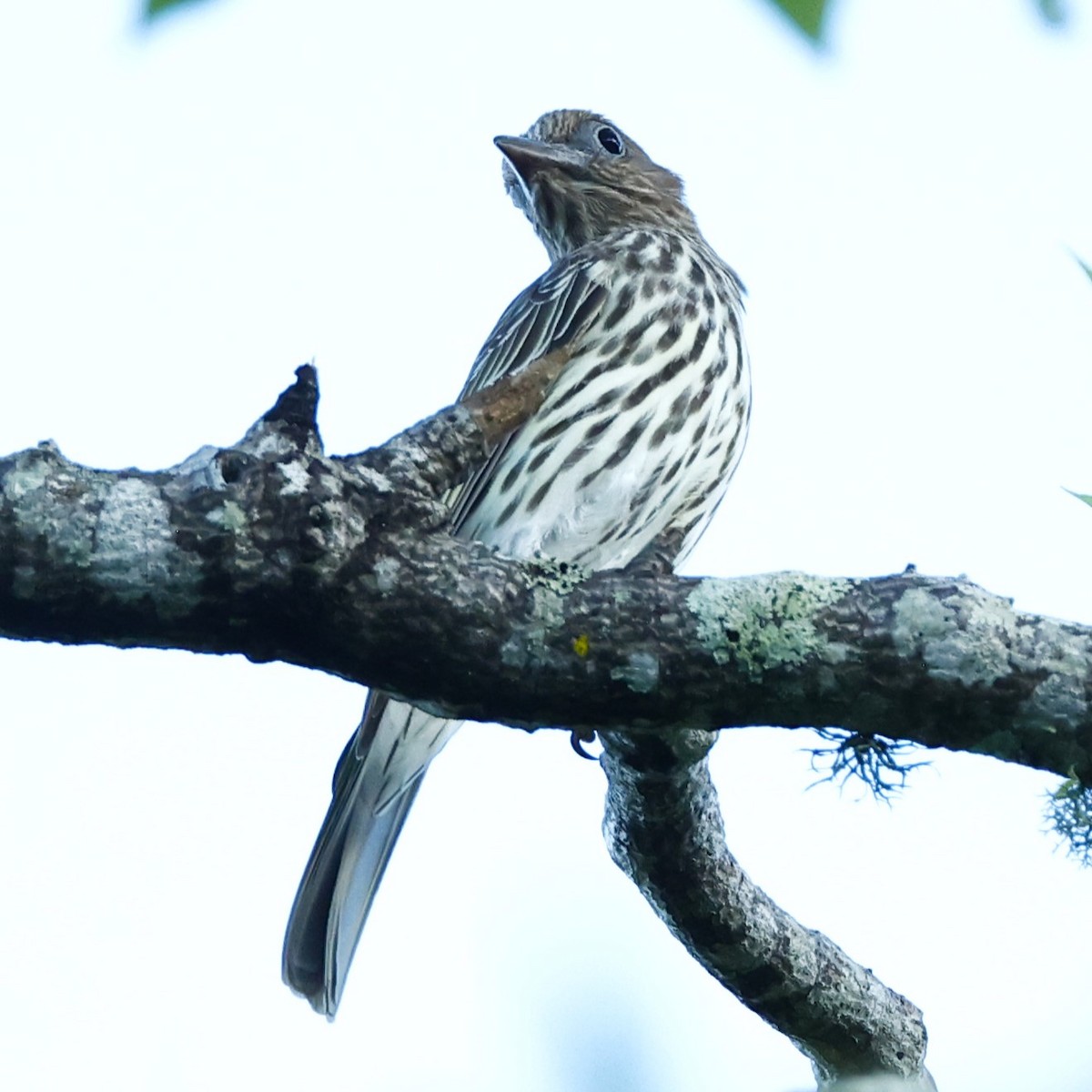 Australasian Figbird - ML620429928