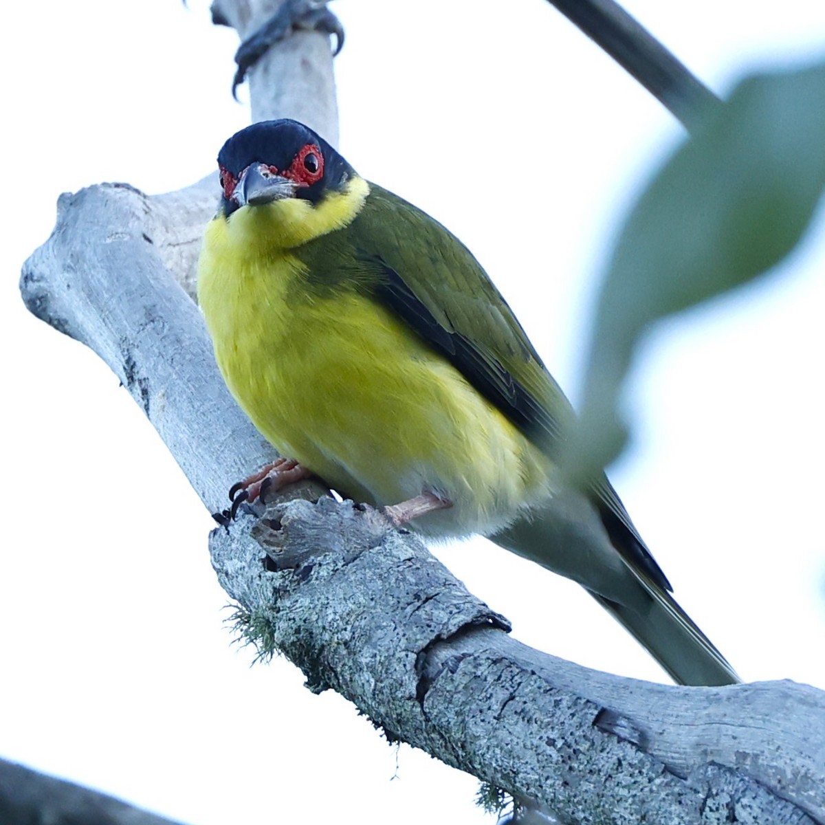 Australasian Figbird - ML620429929