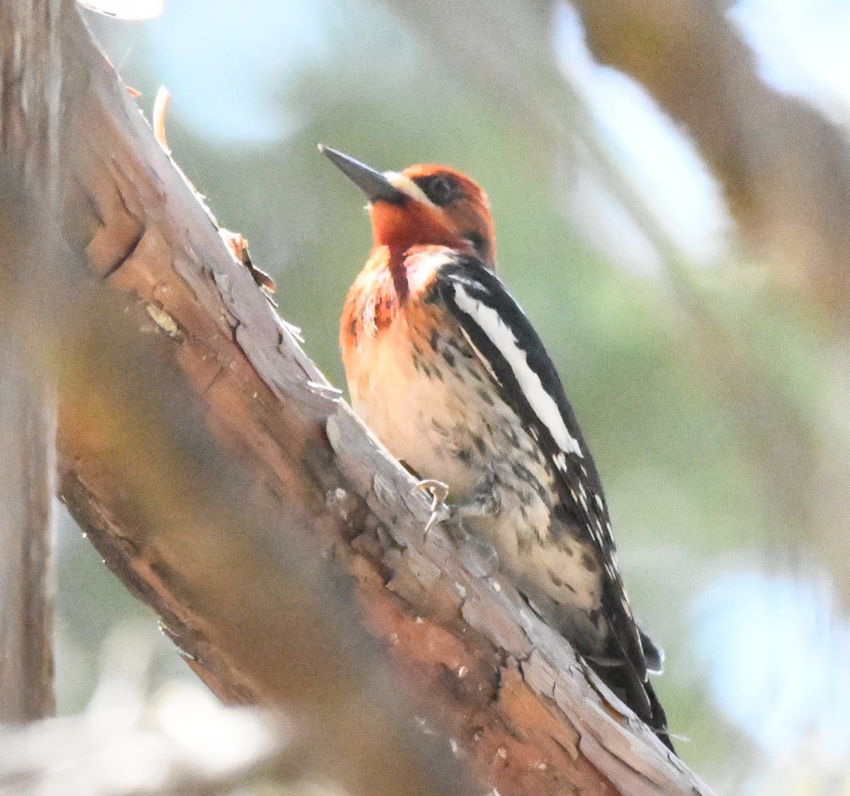 Red-breasted Sapsucker - ML620429932