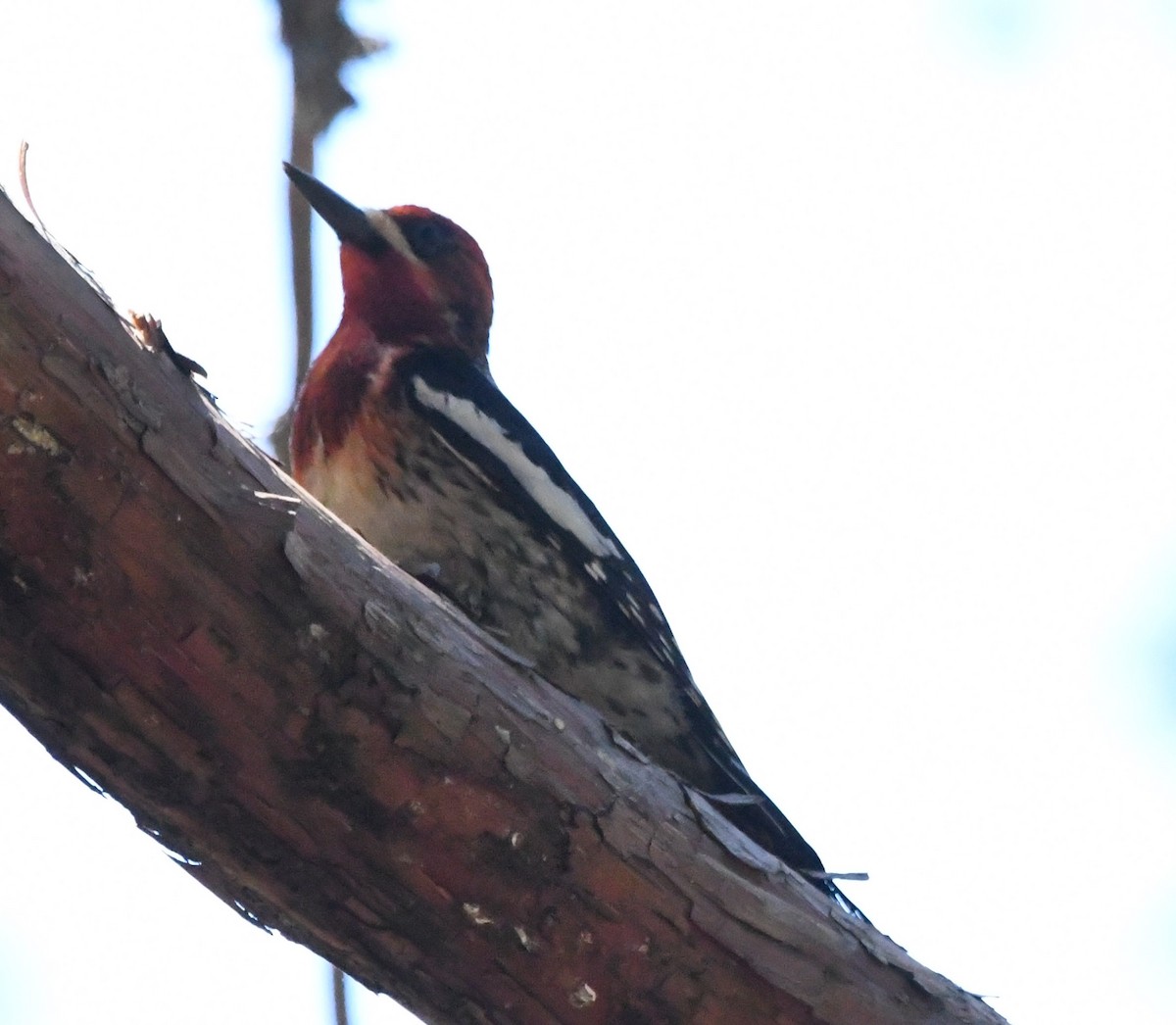Red-breasted Sapsucker - ML620429933
