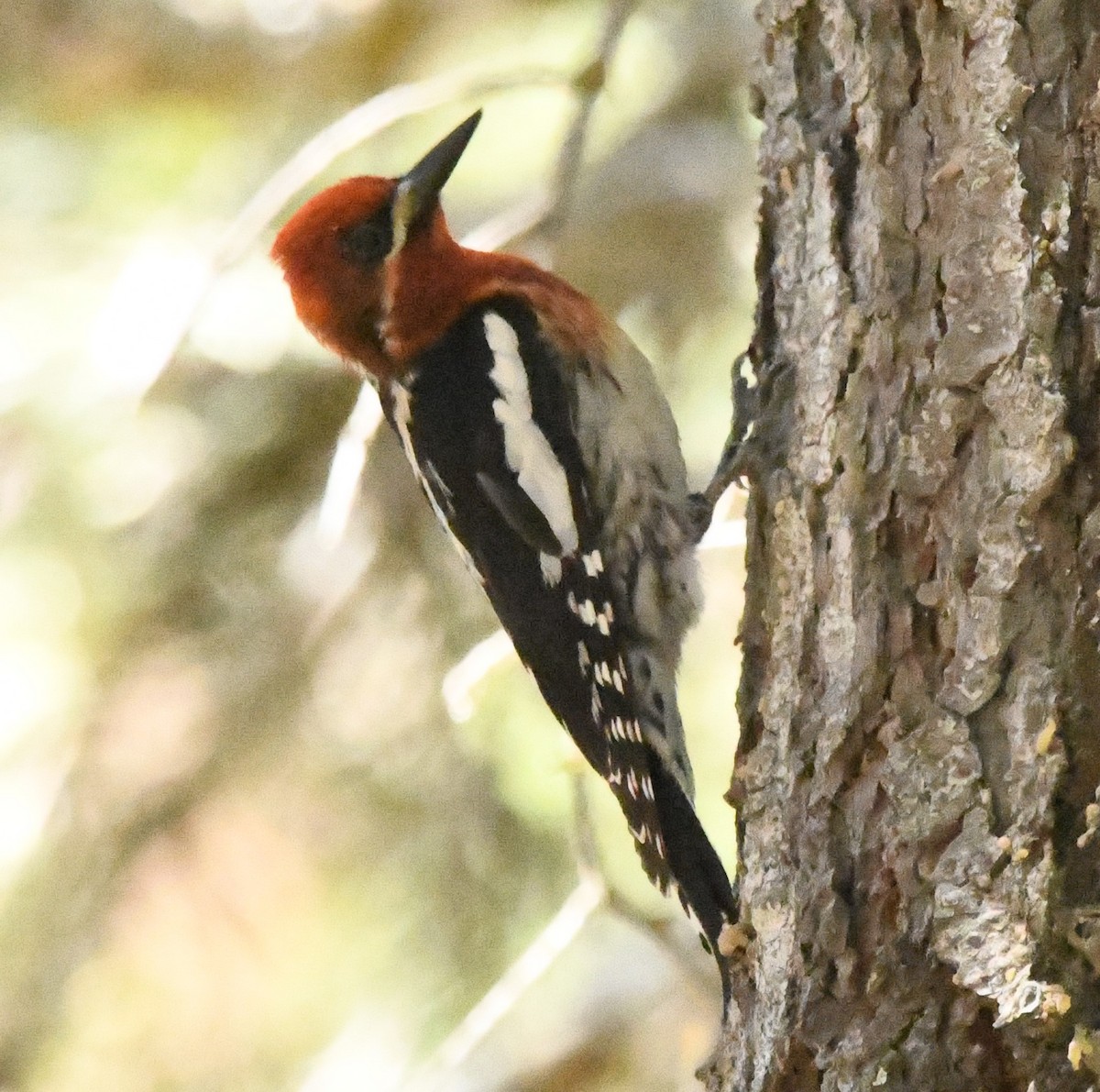 Red-breasted Sapsucker - ML620429934