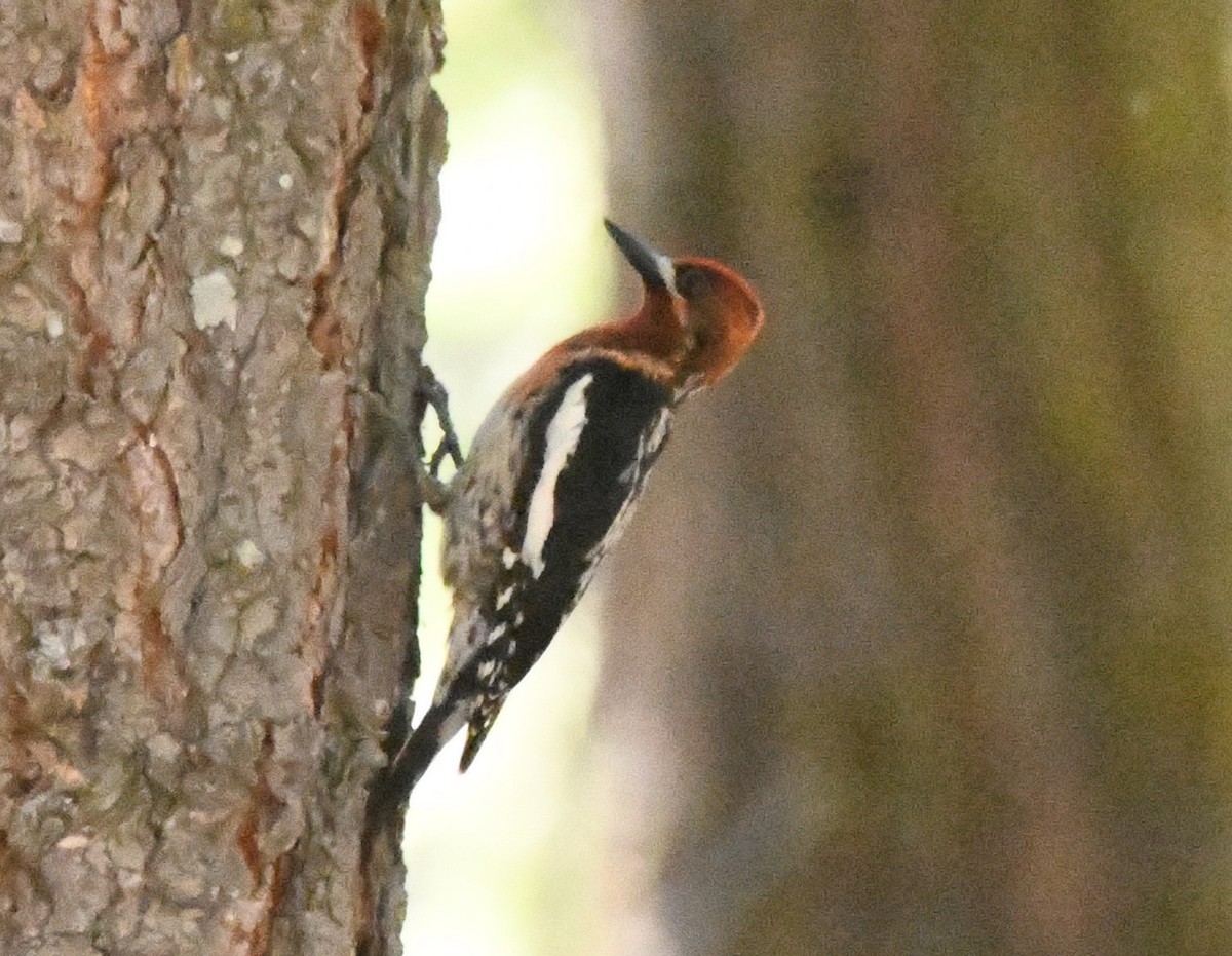 Red-breasted Sapsucker - ML620429935