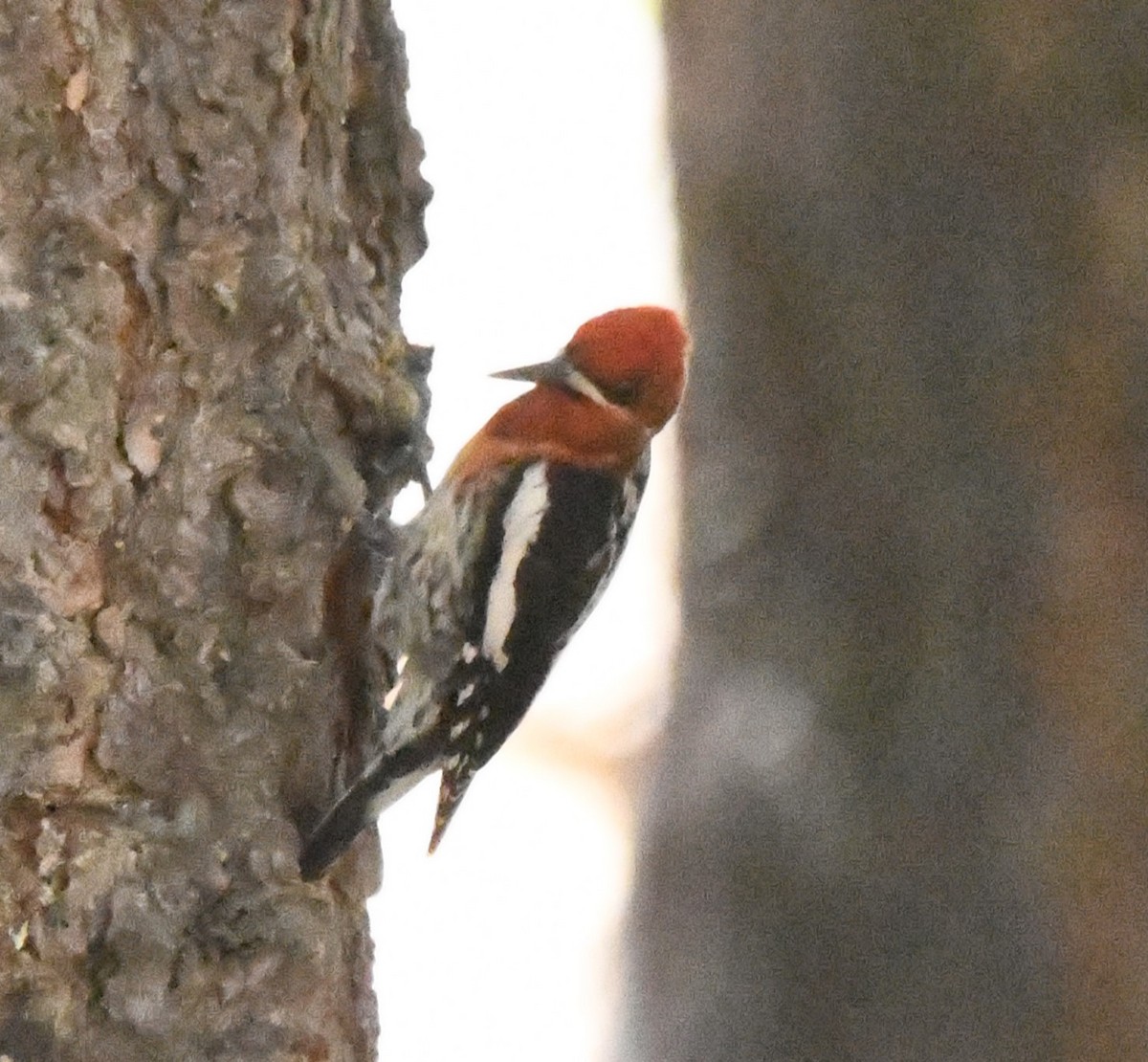 Red-breasted Sapsucker - ML620429936