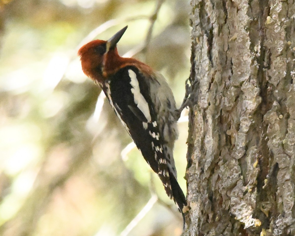 Red-breasted Sapsucker - ML620429937