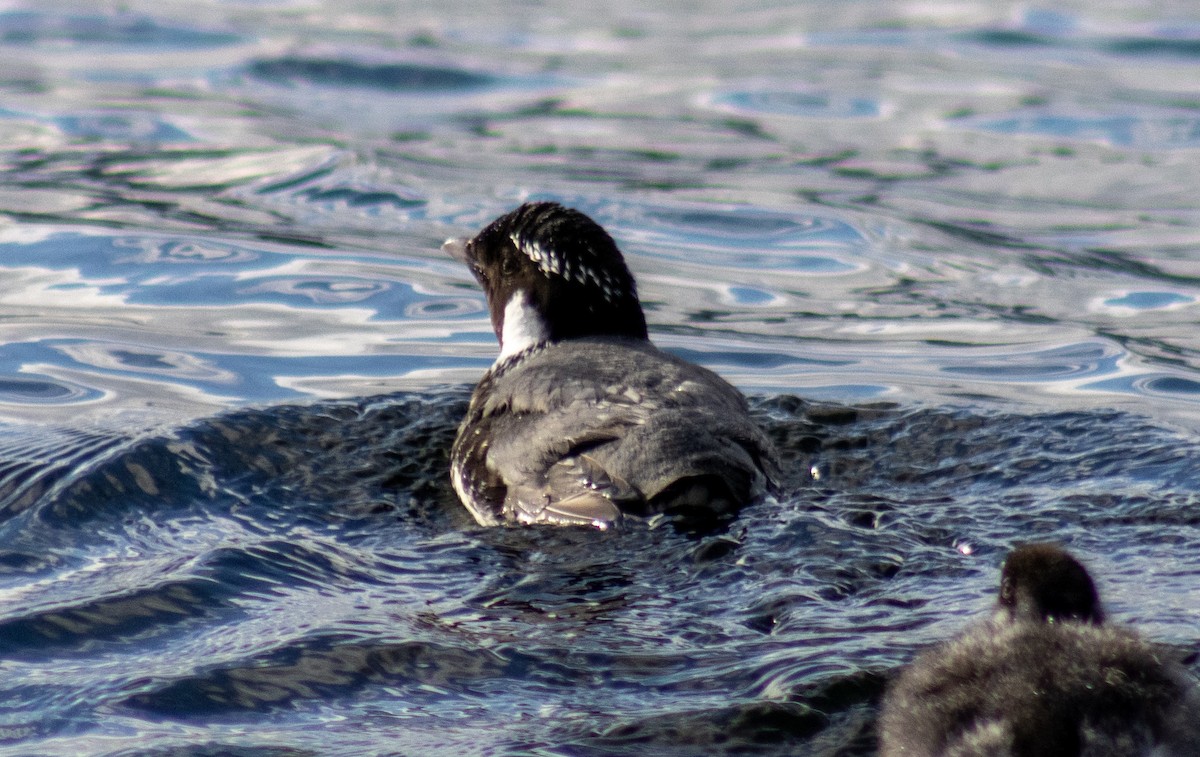 Ancient Murrelet - ML620429938