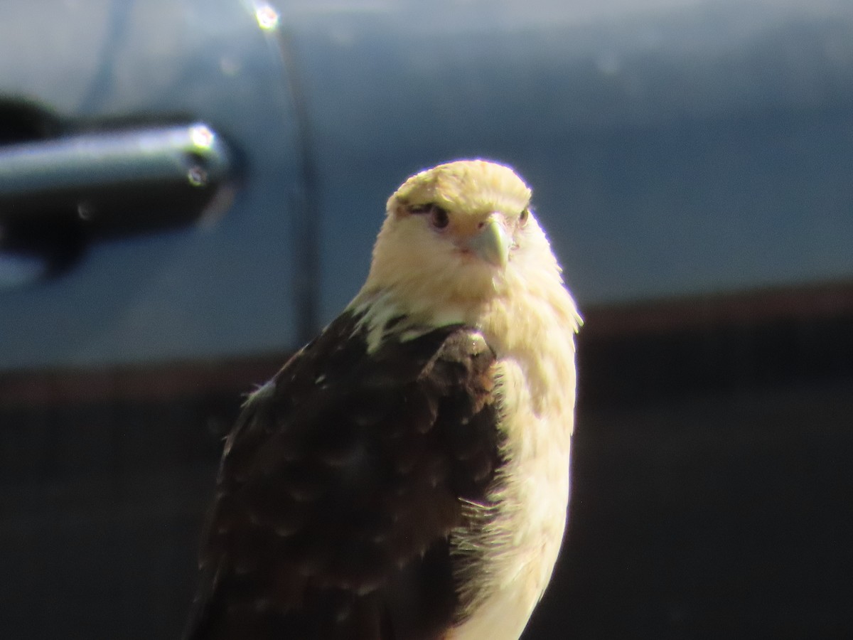 Yellow-headed Caracara - ML620429942