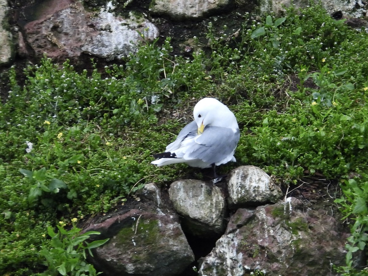 Black-legged Kittiwake - ML620429945