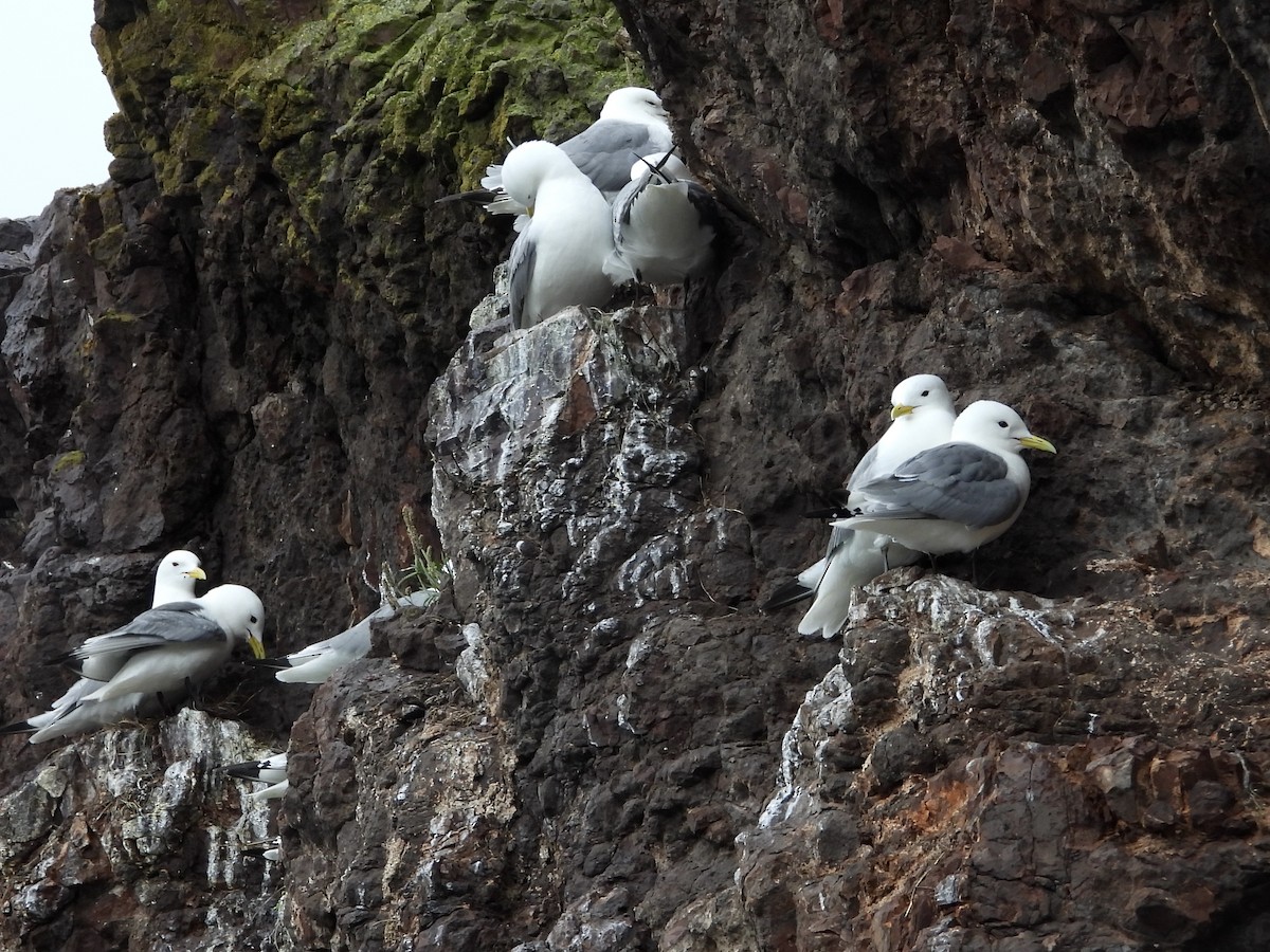 Gaviota Tridáctila - ML620429946