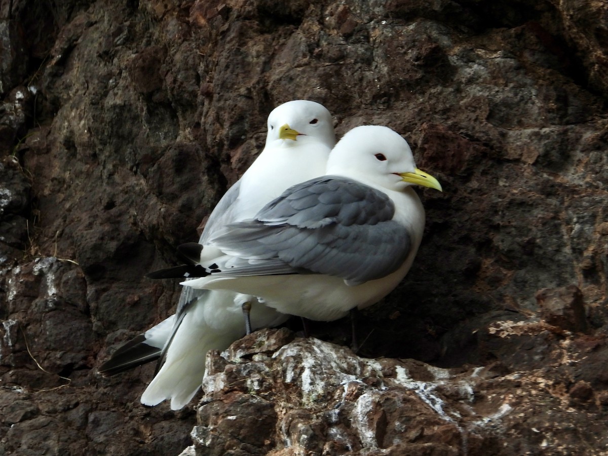 Gaviota Tridáctila - ML620429947