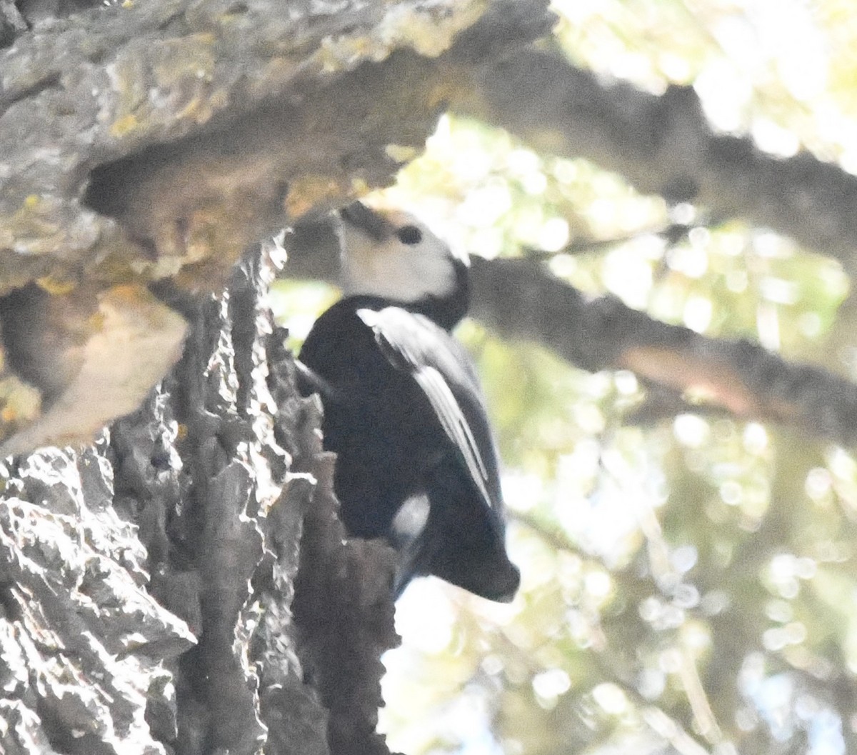 White-headed Woodpecker - ML620429950