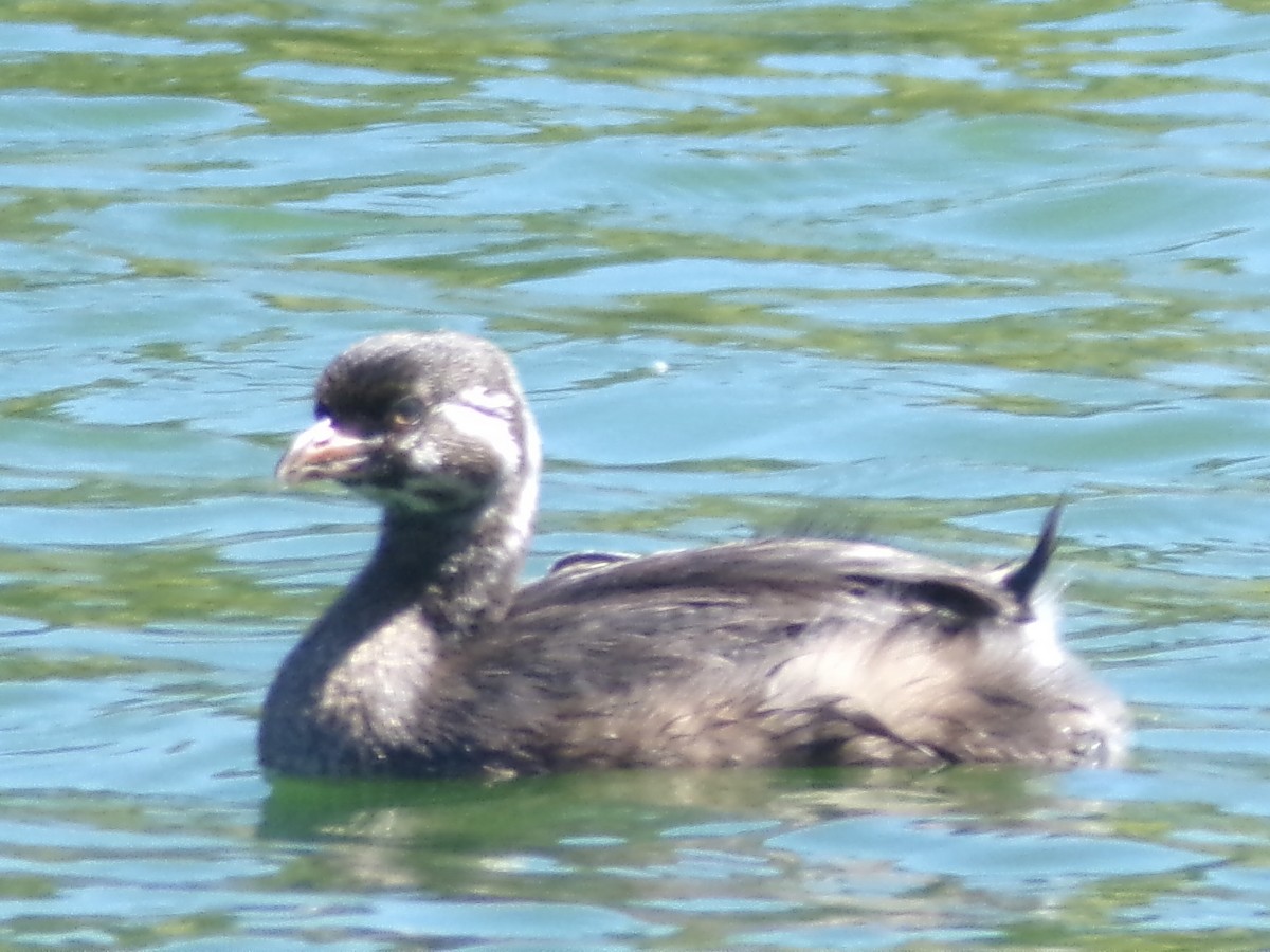 Pied-billed Grebe - ML620429952