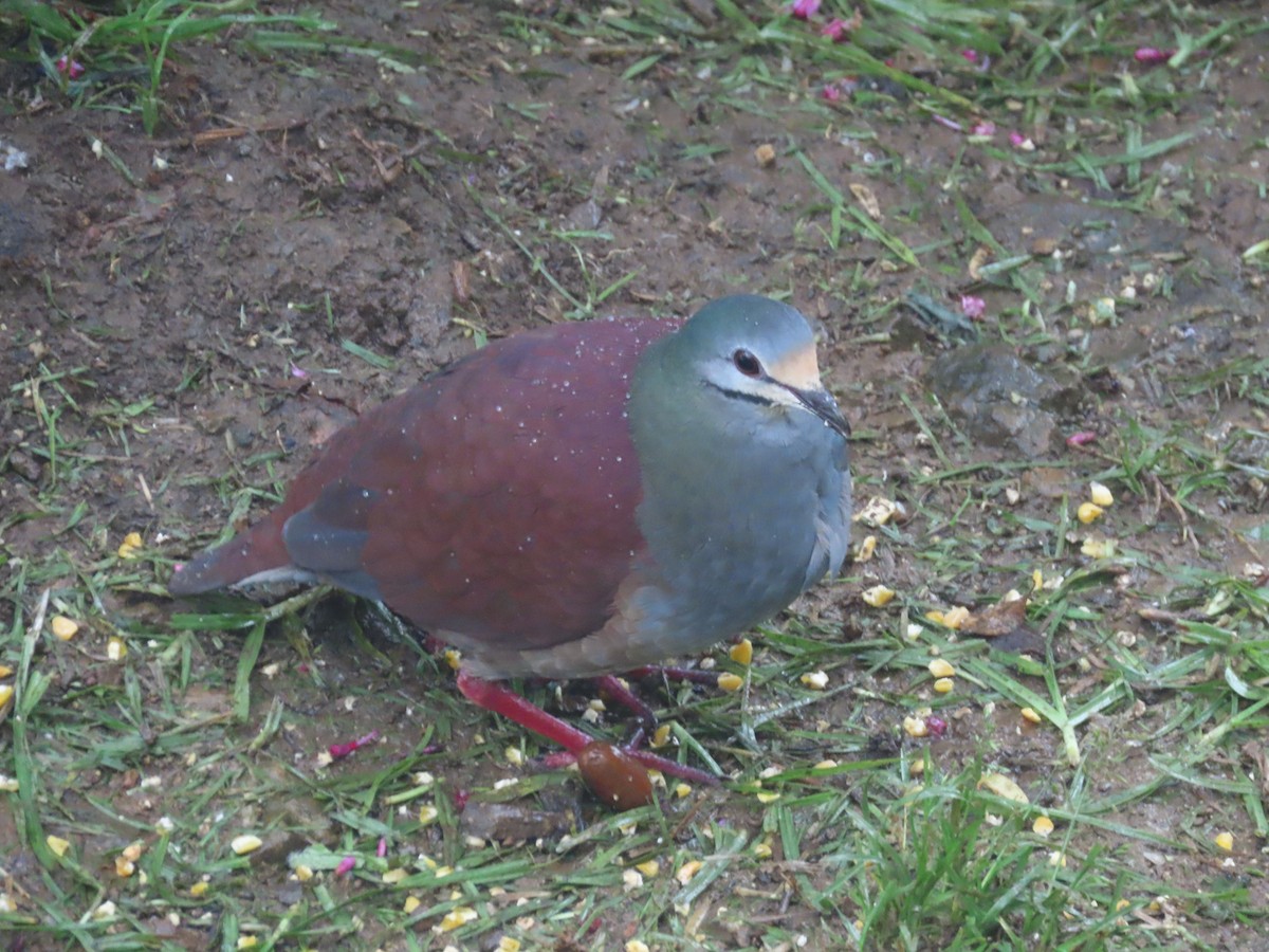Buff-fronted Quail-Dove - ML620429954