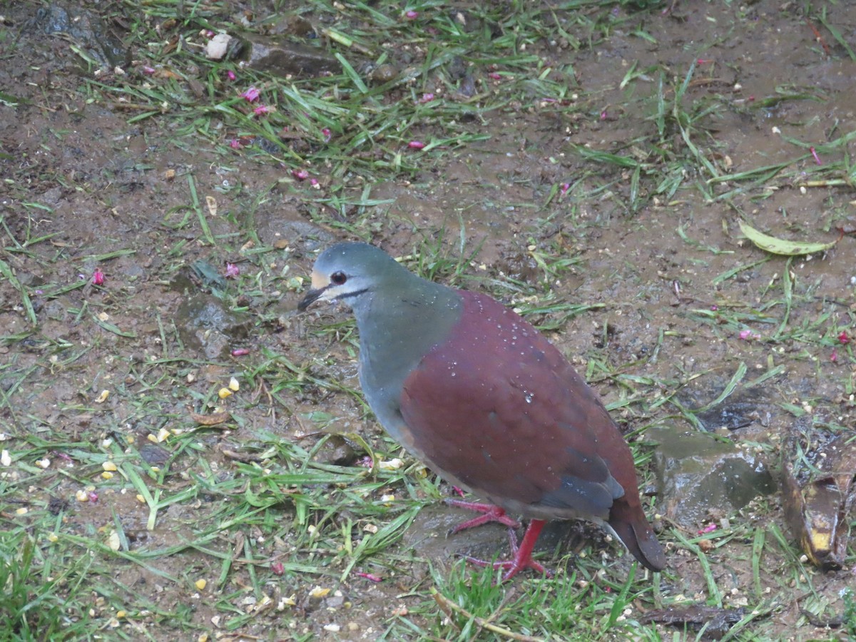 Buff-fronted Quail-Dove - ML620429955