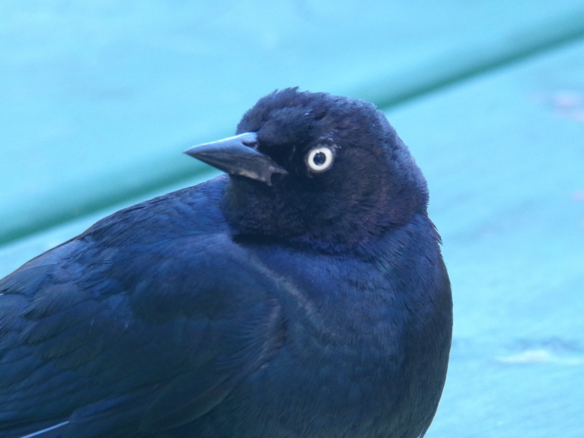 Brewer's Blackbird - ML620429958