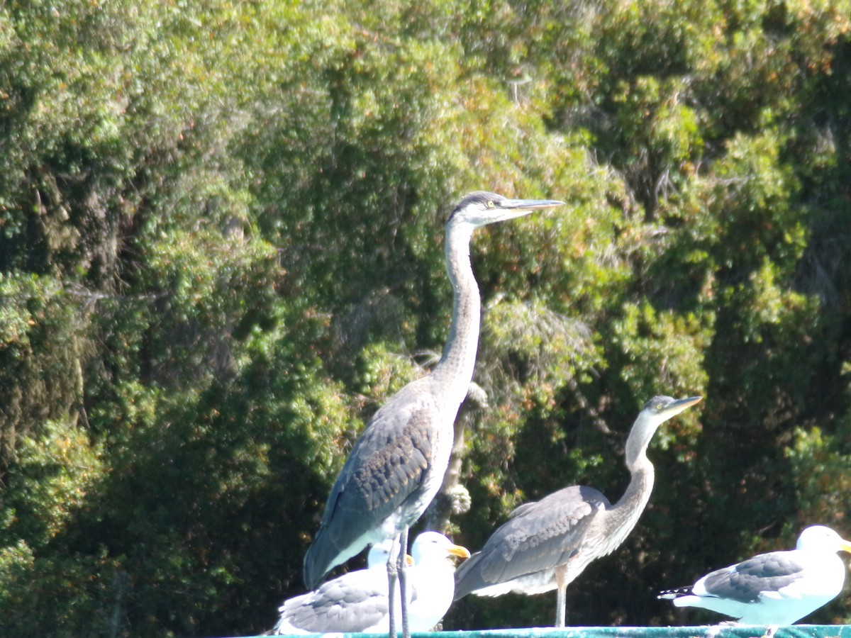 Great Blue Heron - ML620429961