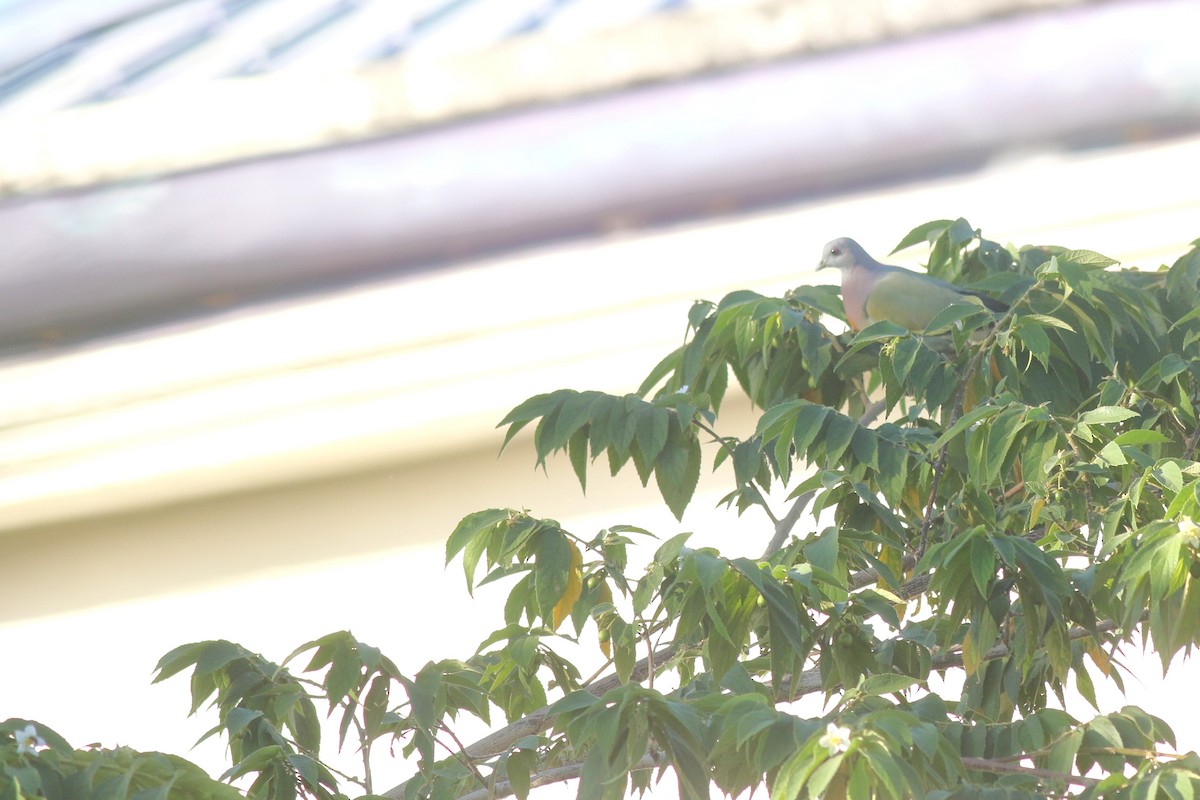 Pink-necked Green-Pigeon - ML620429963