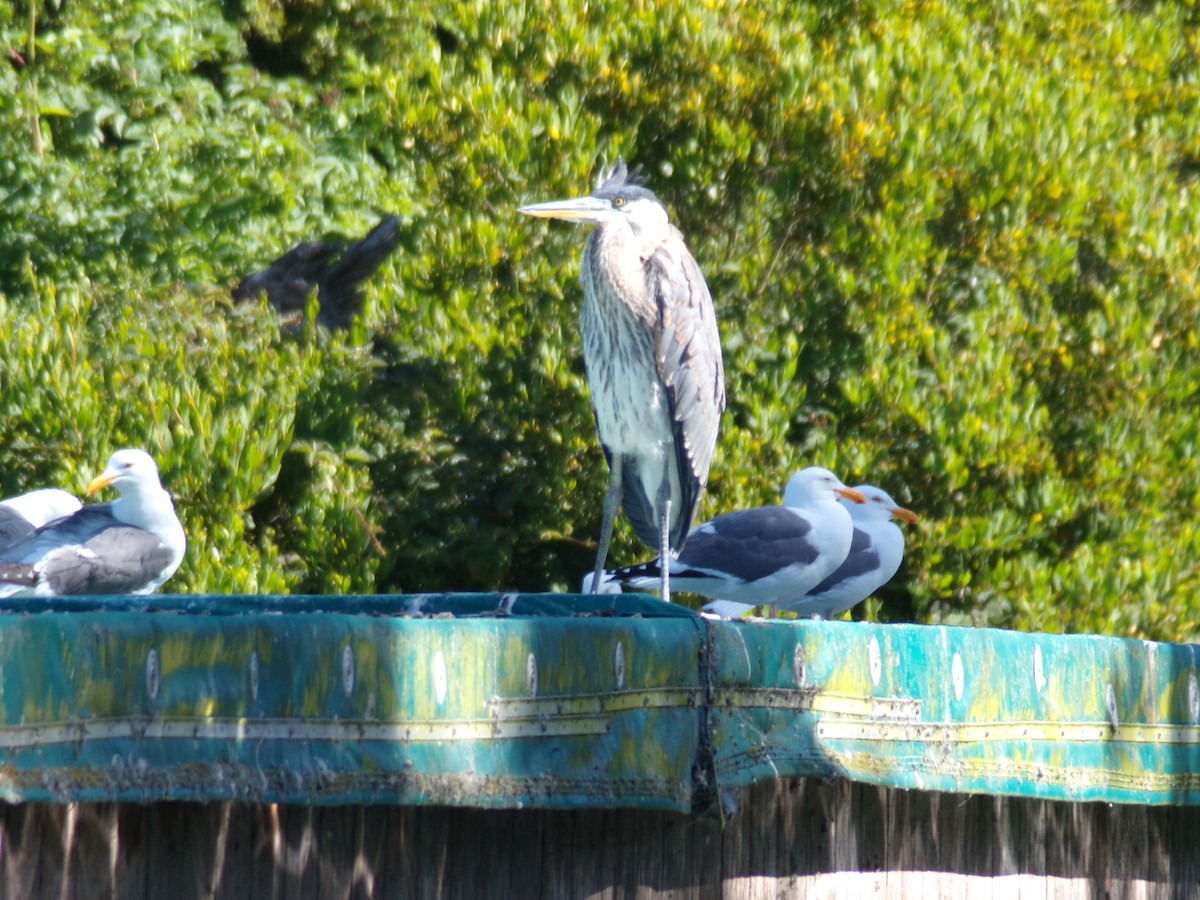 Great Blue Heron - Ross Rabkin