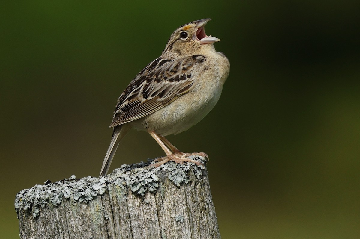 Grasshopper Sparrow - ML620429967