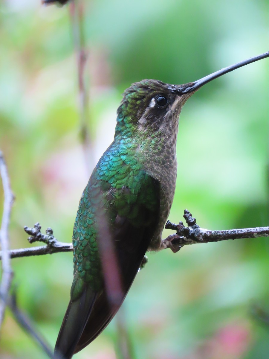 Colibri de la Talamanca - ML620429971