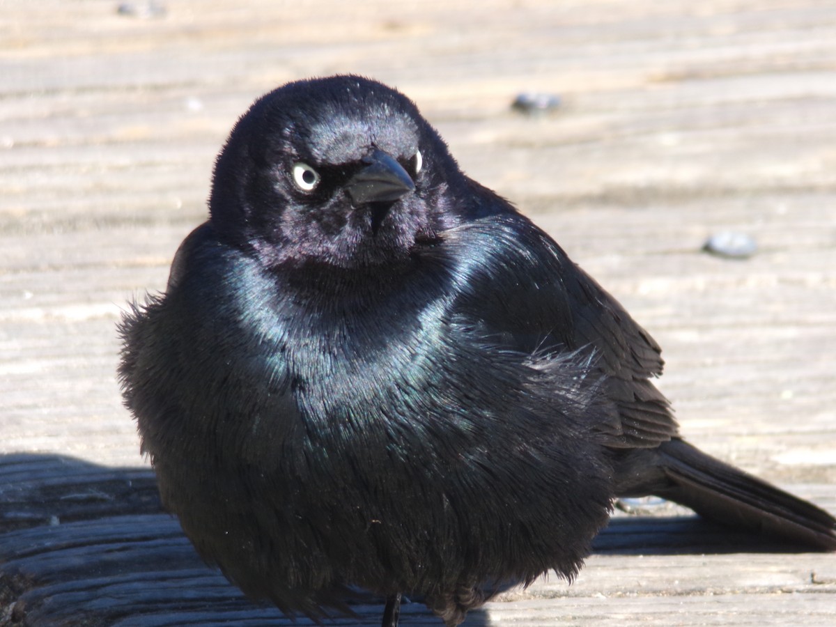 Brewer's Blackbird - ML620429973