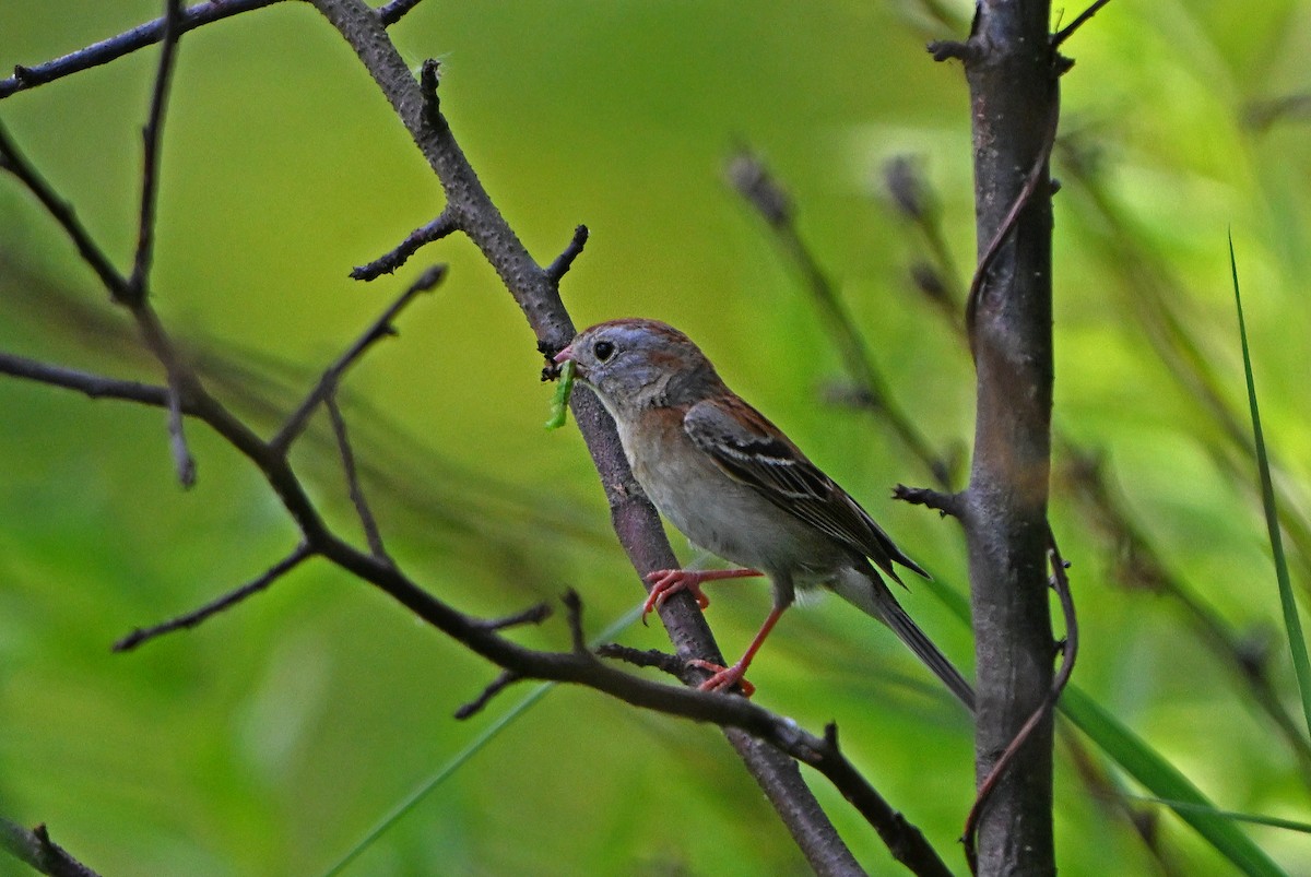 Field Sparrow - ML620429975